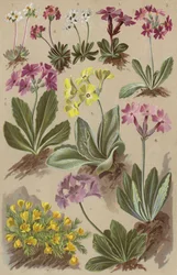 Flore alpine
